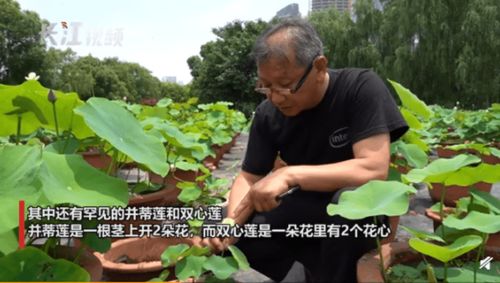 比并蒂蓮還罕見 雙心蓮首現武漢,連專家都是頭回見